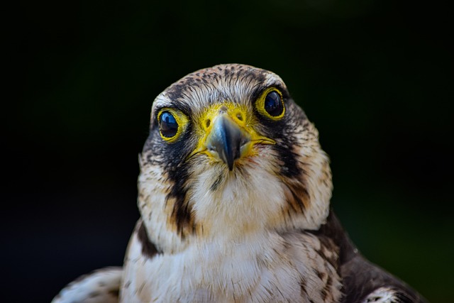 Wild Bird