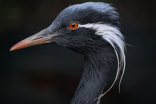 Wild Bird