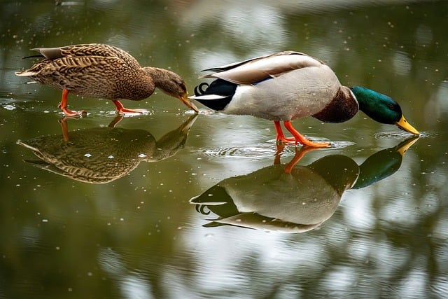 Wild Bird