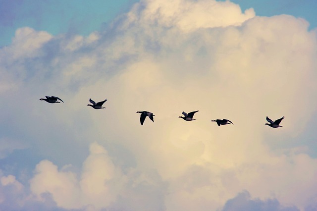 Wild Bird