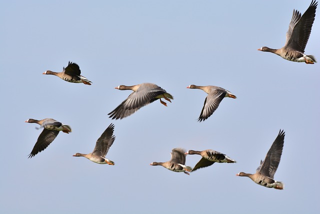 Leicester’s Best: Bulk Sunflower Hearts for Birds – Save Now!