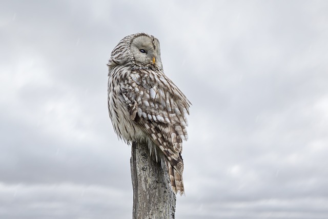 Wild Bird