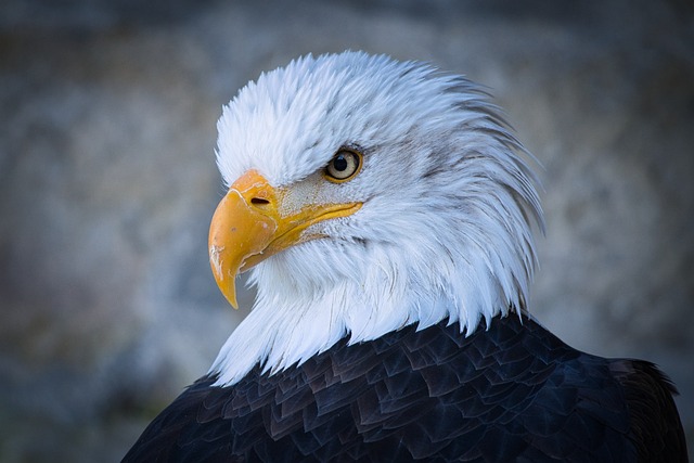 Wild Bird