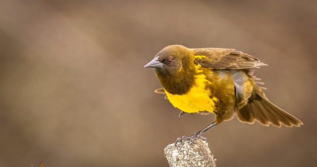 Wild Bird