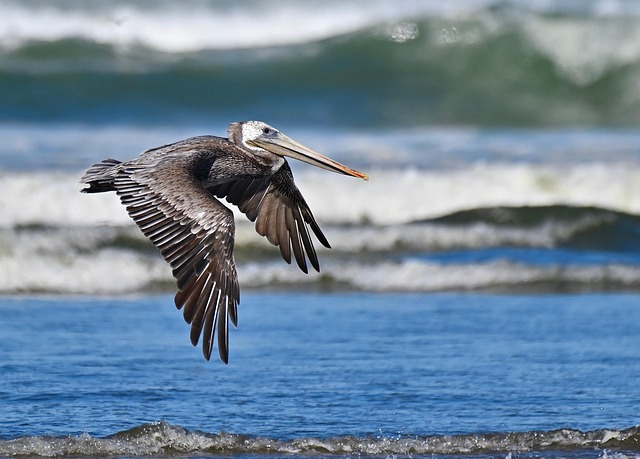 Wild Bird