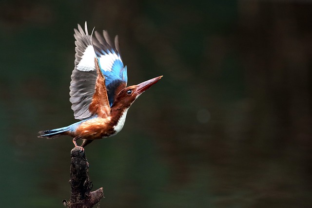 Wild Bird