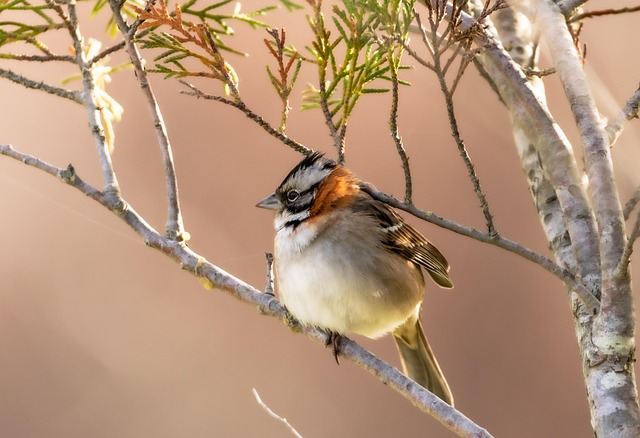 Wild Bird