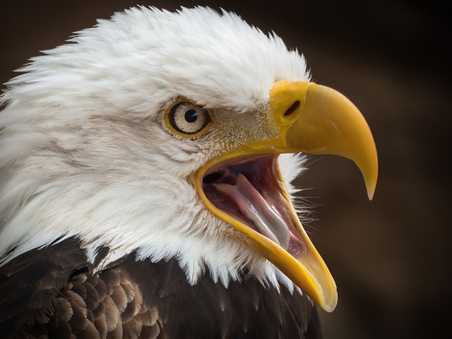 Wild Bird