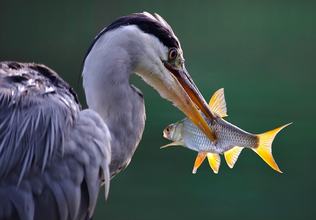 Wild Bird
