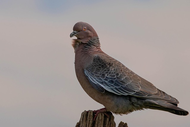 Wild Bird