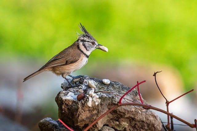 Wild Bird