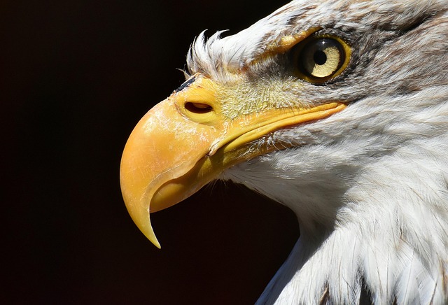 Wild Bird