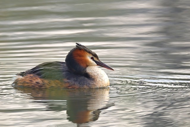 Wild Bird