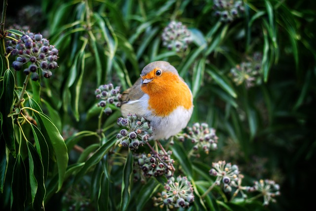 Wild Bird