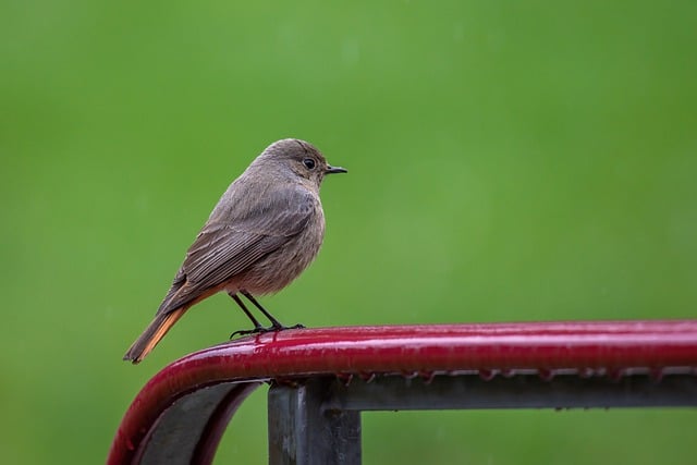 Wild Bird