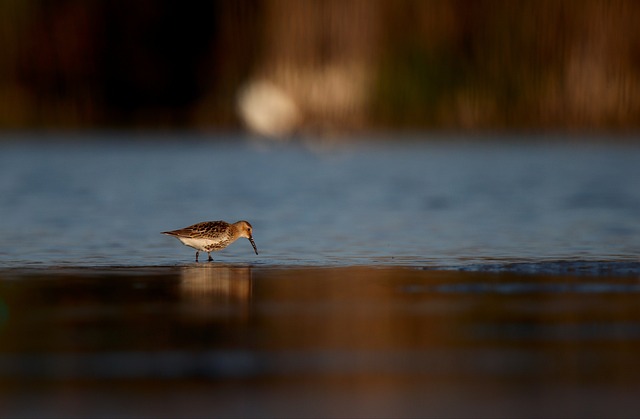 wild-bird-640x480-67147141.jpeg