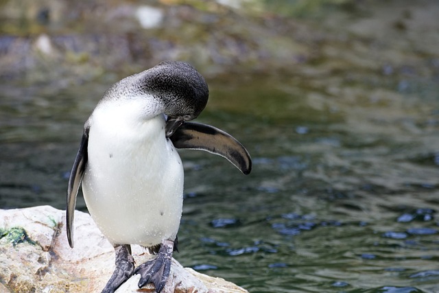 wild-bird-640x480-6870157.jpeg