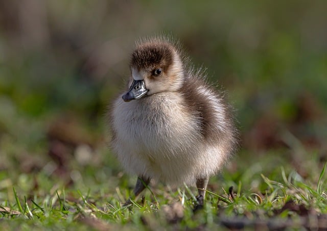 Wild Bird
