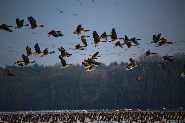 Wild Bird