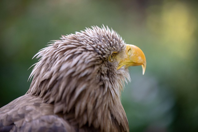 Feed Your Feathered Friends Effortlessly: Save Time and Money with Bulk Bird Peanuts in Cardiff