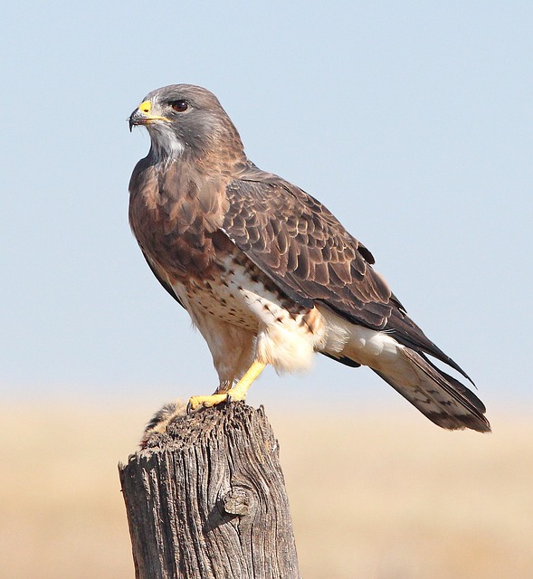 Wild Bird