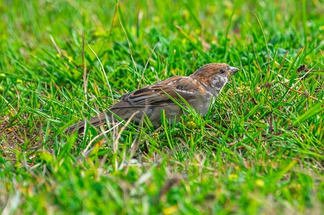 wild-bird-640x480-72221156.jpeg