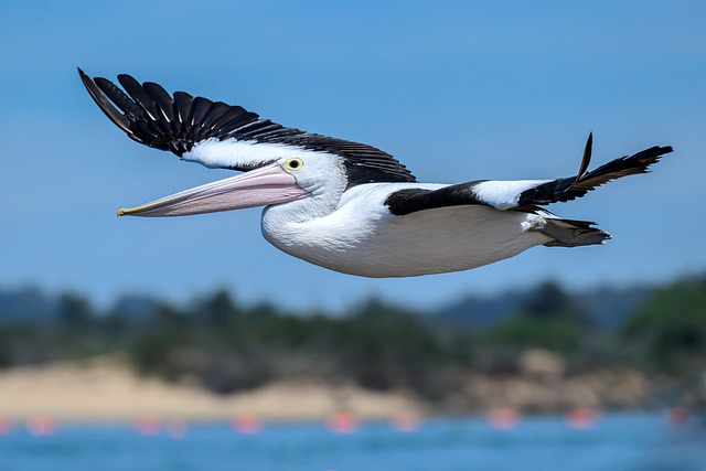 Wild Bird