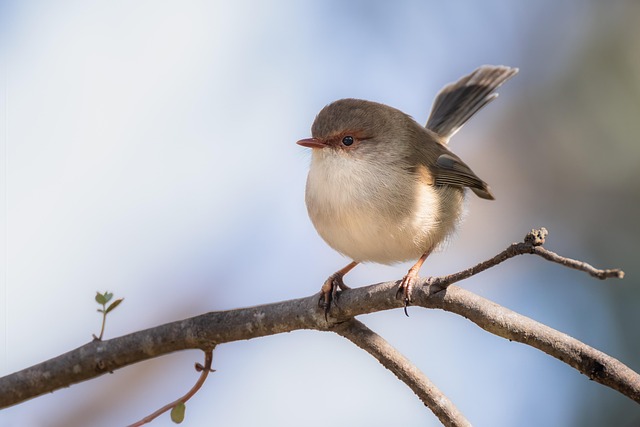 Wild Bird