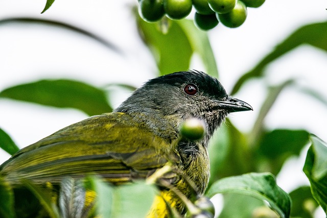 Wild Bird
