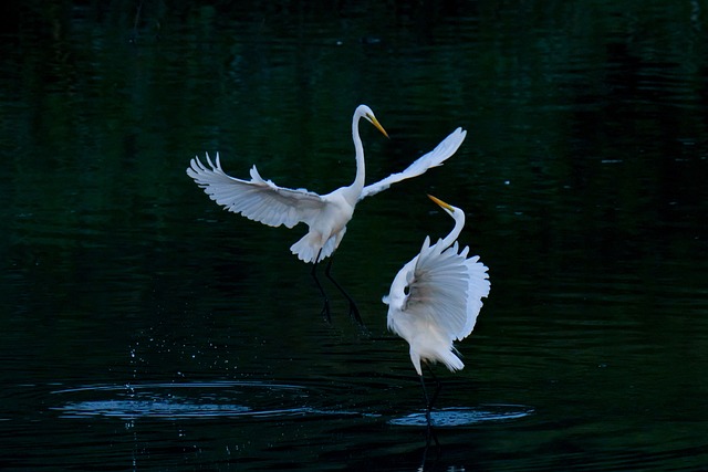 Wild Bird