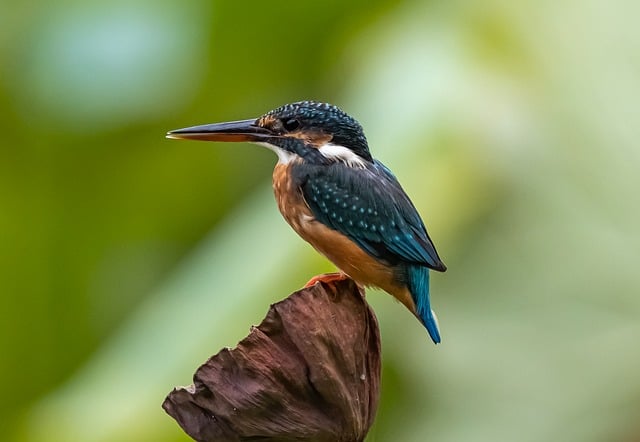 Wild Bird