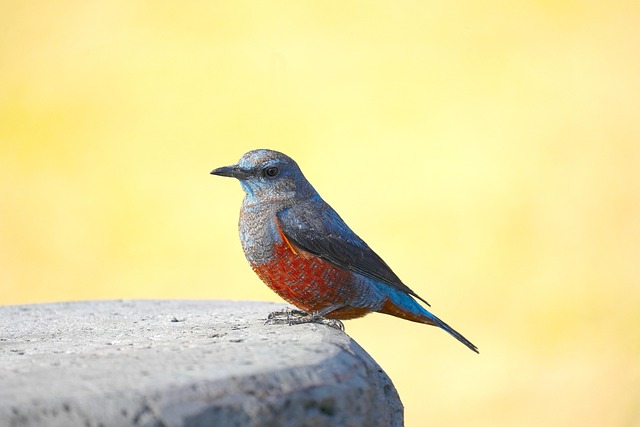 Wild Bird