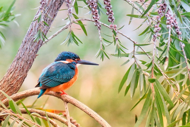 wild-bird-640x480-7952793.jpeg