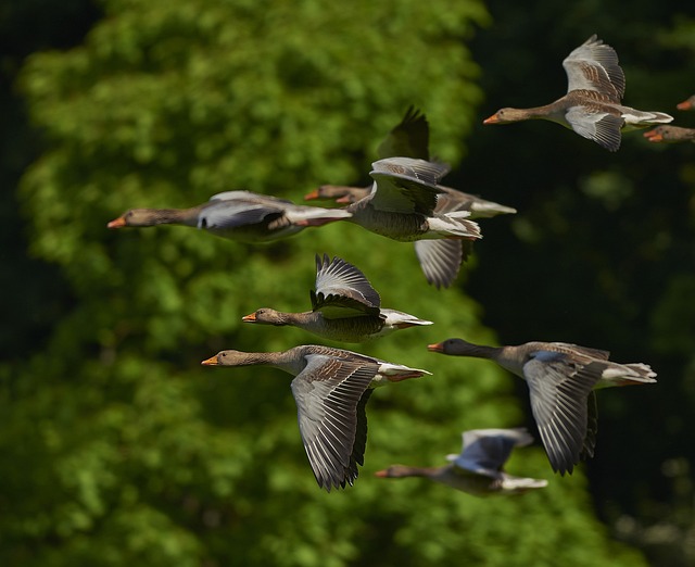 Wild Bird