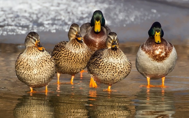 wild-bird-640x480-88246222.jpeg