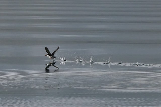 Wild Bird