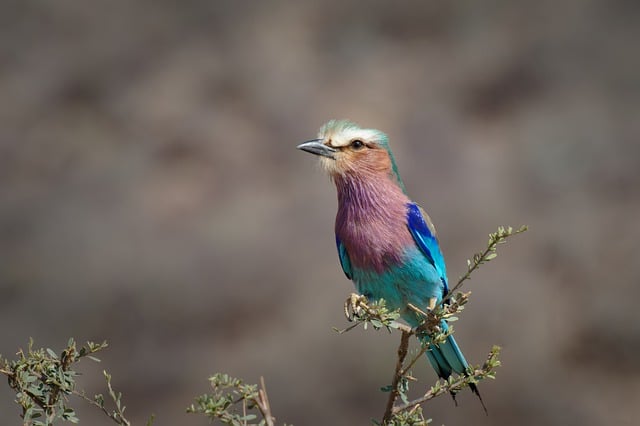 Wild Bird