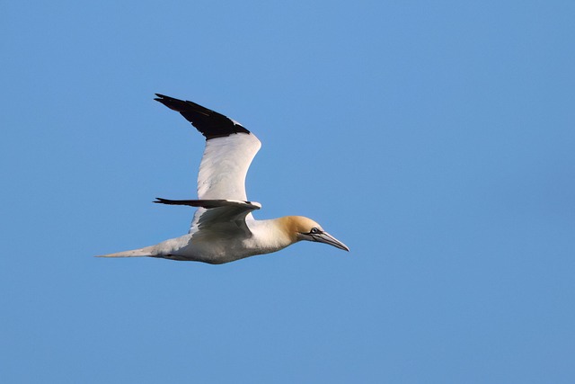 wild-bird-640x480-93452880.jpeg