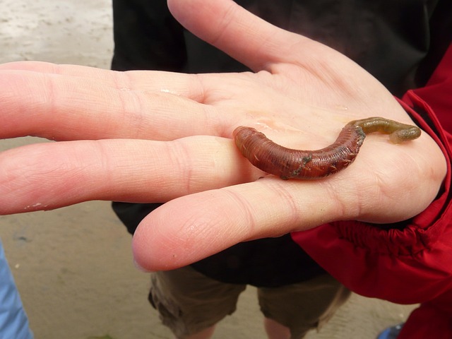worms