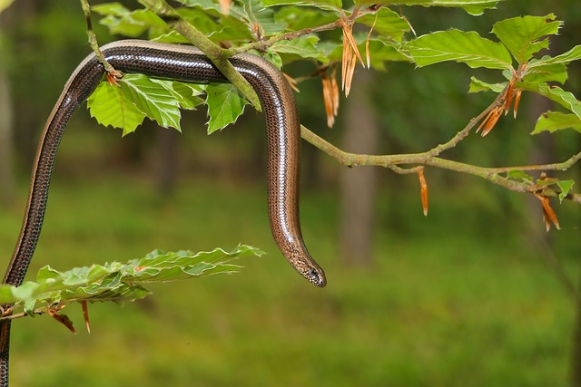worms