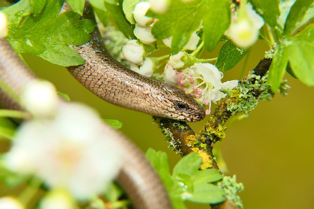 worms