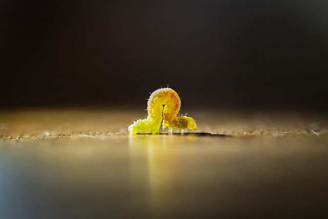 worms