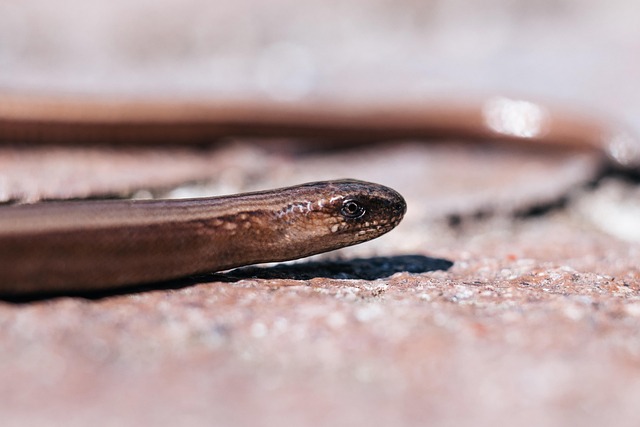 worms
