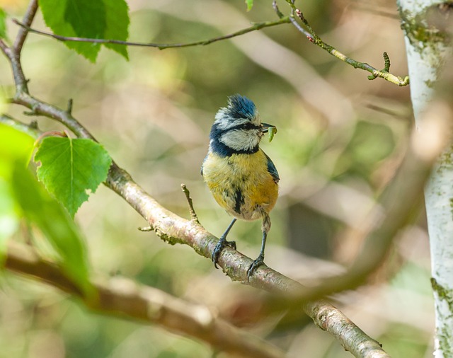 Nourish Your Feathered Friends: New Dried Mealworms for Birds in Bradford – Free Shipping!