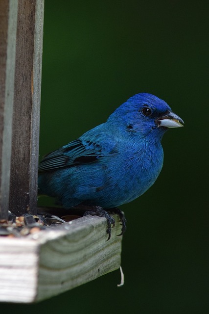 bird-feeder-640x480-22850806.jpeg