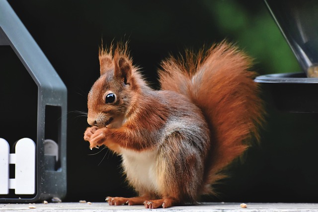 squirrel