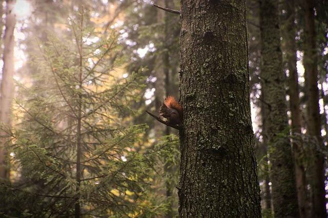 squirrel