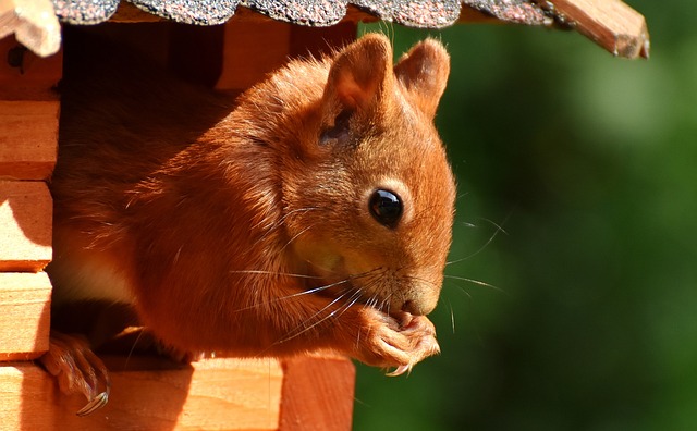 squirrel