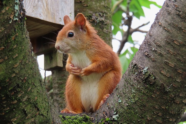 squirrel
