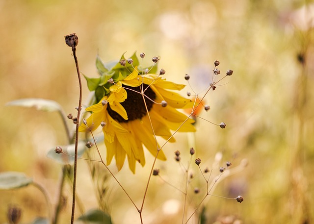 sunflower